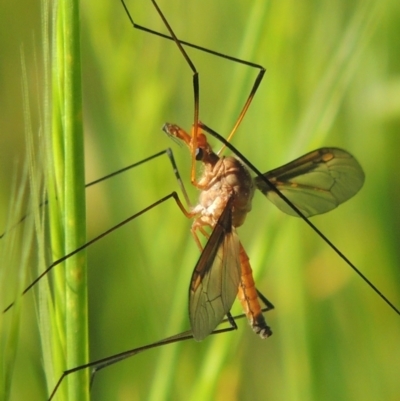 Leptotarsus (Macromastix) costalis (Common Brown Crane Fly) at Tennent, ACT - 9 Nov 2021 by michaelb