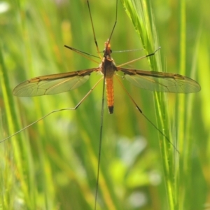 Leptotarsus (Macromastix) costalis at Tennent, ACT - 9 Nov 2021