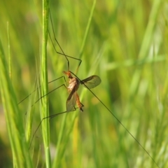 Leptotarsus (Macromastix) costalis at Tennent, ACT - 9 Nov 2021