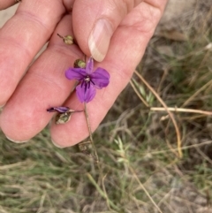 Arthropodium fimbriatum (Nodding Chocolate Lily) at Throsby, ACT - 6 Feb 2022 by Jenny54