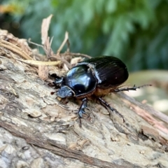Dasygnathus sp. (genus) (Rhinoceros beetle) at O'Connor, ACT - 6 Feb 2022 by AndrewCB