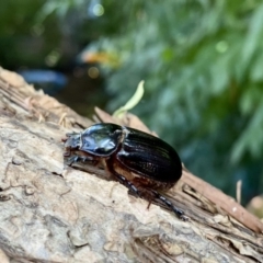 Dasygnathus sp. (genus) at O'Connor, ACT - 7 Feb 2022