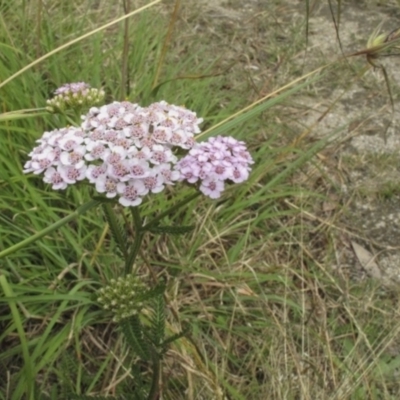 Achillea millefolium (Yarrow) at Bimberi, NSW - 5 Feb 2022 by BarrieR