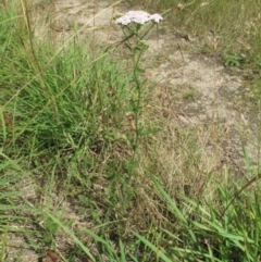 Achillea millefolium at Bimberi, NSW - 5 Feb 2022 09:50 AM