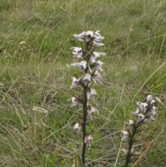 Paraprasophyllum alpestre (Mauve leek orchid) at Bimberi, NSW - 4 Feb 2022 by BarrieR