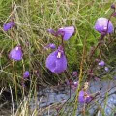 Utricularia dichotoma (Fairy Aprons, Purple Bladderwort) at Bimberi, NSW - 4 Feb 2022 by BarrieR