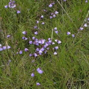 Utricularia dichotoma at Bimberi, NSW - 4 Feb 2022