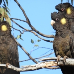 Zanda funerea (Yellow-tailed Black-Cockatoo) at Molonglo Valley, ACT - 21 Sep 2019 by HelenCross