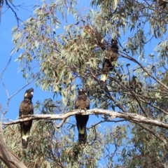 Zanda funerea at Molonglo Valley, ACT - 22 Sep 2019