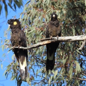 Zanda funerea at Molonglo Valley, ACT - 22 Sep 2019