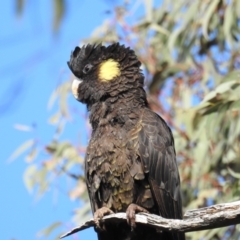 Zanda funerea at Molonglo Valley, ACT - 22 Sep 2019