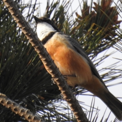 Pachycephala rufiventris (Rufous Whistler) at Molonglo Valley, ACT - 20 Sep 2019 by HelenCross