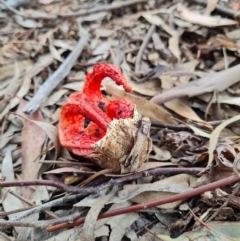 Clathrus archeri (Seastar Stinkhorn) at Belconnen, ACT - 9 Dec 2021 by Ormaylo