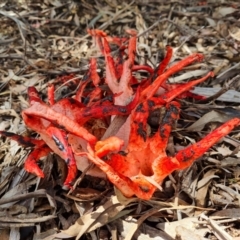 Clathrus archeri at Belconnen, ACT - suppressed