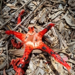 Clathrus archeri at Belconnen, ACT - suppressed