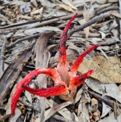 Clathrus archeri at Belconnen, ACT - suppressed