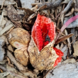 Clathrus archeri at Belconnen, ACT - suppressed