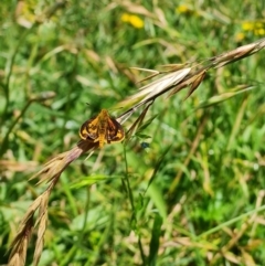 Ocybadistes walkeri (Green Grass-dart) at Wanniassa, ACT - 29 Nov 2021 by Ormaylo