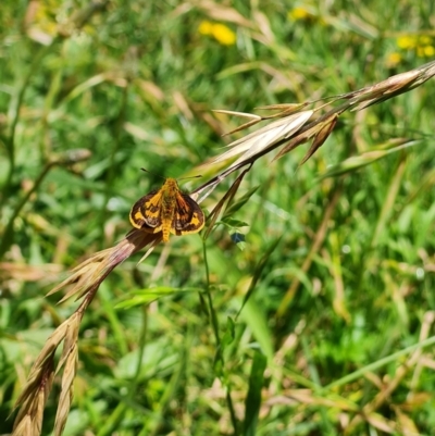 Ocybadistes walkeri (Green Grass-dart) at Wanniassa, ACT - 29 Nov 2021 by Ormaylo