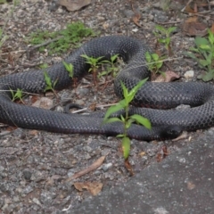 Pseudechis porphyriacus (Red-bellied Black Snake) at Tidbinbilla Nature Reserve - 1 Feb 2022 by TimL