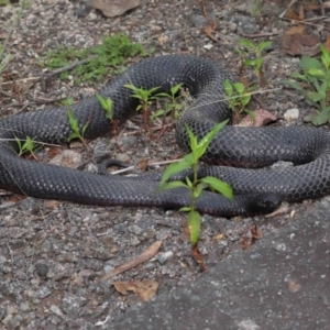 Pseudechis porphyriacus at Paddys River, ACT - 1 Feb 2022 11:30 AM