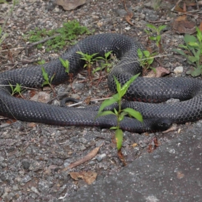 Pseudechis porphyriacus (Red-bellied Black Snake) at Paddys River, ACT - 1 Feb 2022 by TimL