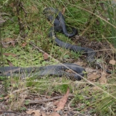 Pseudechis porphyriacus at Paddys River, ACT - 1 Feb 2022