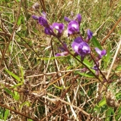 Glycine tabacina (Variable Glycine) at Hawker, ACT - 6 Feb 2022 by sangio7