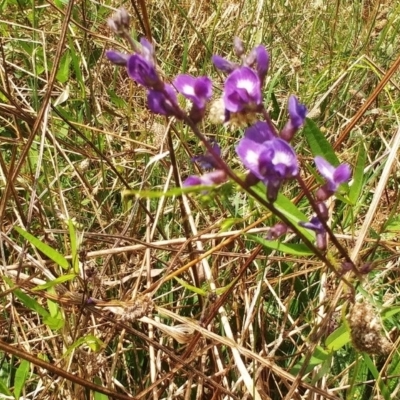 Glycine tabacina (Variable Glycine) at Hawker, ACT - 6 Feb 2022 by sangio7