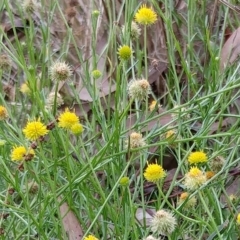 Calotis lappulacea (Yellow Burr Daisy) at Hawker, ACT - 6 Feb 2022 by sangio7