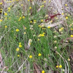 Calotis lappulacea at Hawker, ACT - 6 Feb 2022