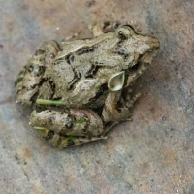 Crinia sp. (genus) (A froglet) at Googong, NSW - 24 Jan 2022 by WHall