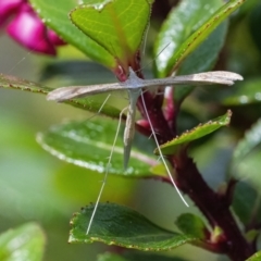 Platyptilia celidotus (Plume Moth) at Googong, NSW - 25 Jan 2022 by WHall