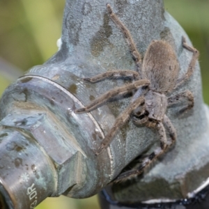 Isopeda sp. (genus) at Googong, NSW - 25 Jan 2022