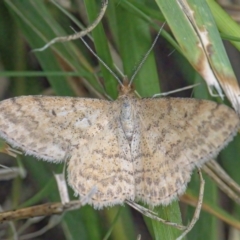 Scopula rubraria (Reddish Wave, Plantain Moth) at Googong, NSW - 1 Feb 2022 by WHall