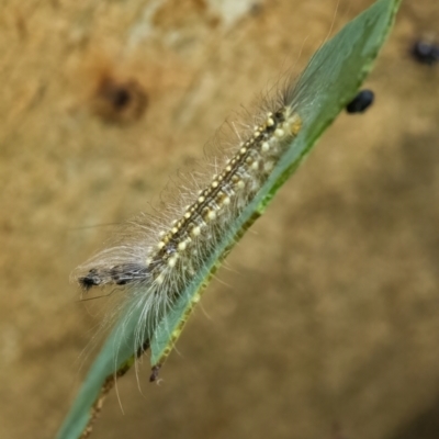 Uraba lugens (Gumleaf Skeletonizer) at Googong, NSW - 1 Feb 2022 by WHall