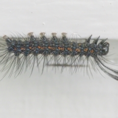 Nyctemera amicus (Senecio Moth, Magpie Moth, Cineraria Moth) at Googong, NSW - 5 Feb 2022 by WHall