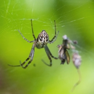 Leucauge dromedaria at Googong, NSW - 25 Jan 2022 04:05 PM