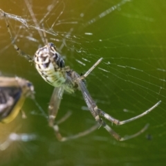 Leucauge dromedaria at Googong, NSW - 25 Jan 2022 04:05 PM