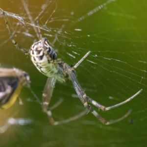 Leucauge dromedaria at Googong, NSW - 25 Jan 2022 04:05 PM