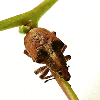 Gonipterus sp. (genus) (Eucalyptus Weevil) at Crooked Corner, NSW - 7 Feb 2022 by Milly