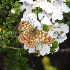 Oreixenica correae (Orange Alpine Xenica) at Charlotte Pass - Kosciuszko NP - 5 Feb 2022 by HelenCross