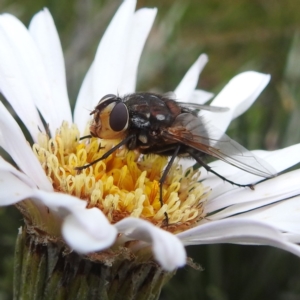 Rutilia (Grapholostylum) 'micans' at Geehi, NSW - 5 Feb 2022