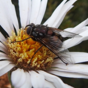 Rutilia (Grapholostylum) 'micans' at Geehi, NSW - 5 Feb 2022