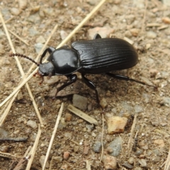 Meneristes australis (Darking beetle) at Kosciuszko National Park - 5 Feb 2022 by HelenCross