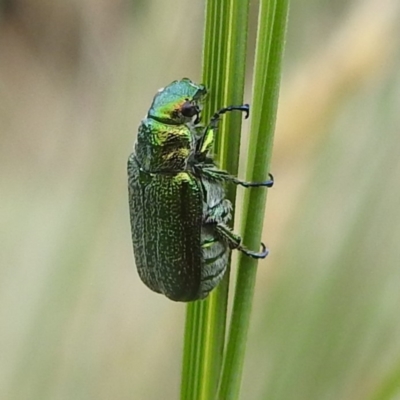 Diphucephala sp. (genus) (Green Scarab Beetle) at Kosciuszko National Park - 5 Feb 2022 by HelenCross