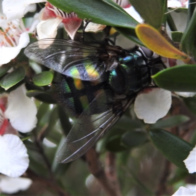 Rutilia (Chrysorutilia) formosa (A Bristle fly) at Kosciuszko National Park - 5 Feb 2022 by HelenCross