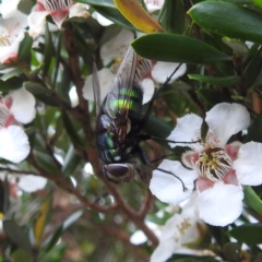 Rutilia (Chrysorutilia) formosa at Crackenback, NSW - 5 Feb 2022