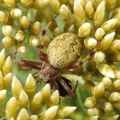 Salsa fuliginata (Sooty Orb-weaver) at Kosciuszko National Park - 5 Feb 2022 by HelenCross