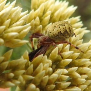 Salsa fuliginata at Crackenback, NSW - 5 Feb 2022 04:54 PM